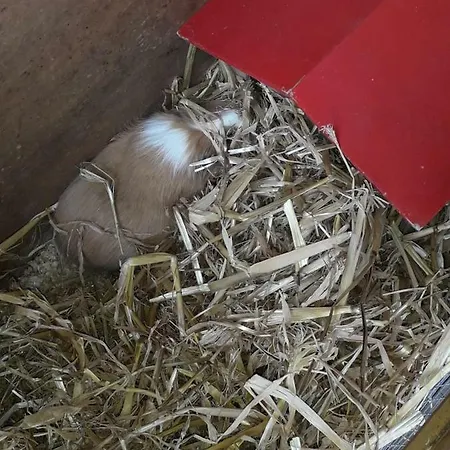 Zur Alten Linde * Holtgast